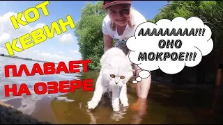 С котом вход разрешен! Кевин на пляже | знакомство с водой | подарок самому себе