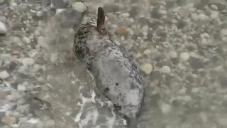 Mother of 9 day old seal pup enjoying a roll around