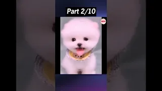 Tik Tok Chó Phốc Sóc Mini 😍 Funny and Cute Pomeranian #36 Part 2 #shorts