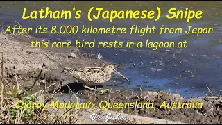 Latham's Japanese Snipe rests after flying in from Japan