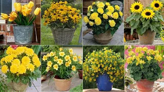 74 Yellow Flower Plants for Garden | Yellow flowering plants types with name, ID| Plant and Planting