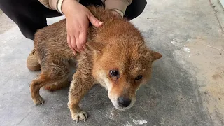 The dog who was abandoned twice may be paralyzed for life, begging people to save him on his knees