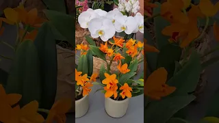 Какие разные орхидеи... Кёкенхоф🌸😊