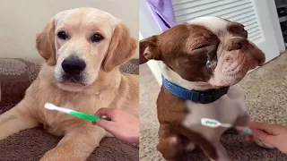 Brush Your Pet With A Wet Toothbrush To Remind Them Of Their Mom🥺