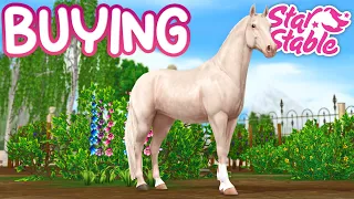 Buying NEW Dutch Warmbloods | Star Stable