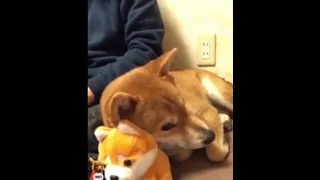 Пёс Сиба-Ину разговаривает с игрушкой!