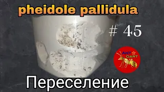 Переселение pheidole pallidula в новый самодельный формикарий. AntGart