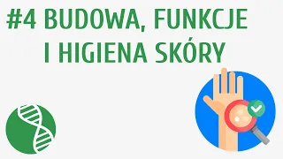 Budowa, funkcje i higiena skóry #4 [ Skóra i zmysły ]