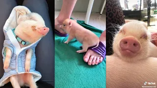 Cute Mini Pigs TikTok Compilation Oink Oink #1