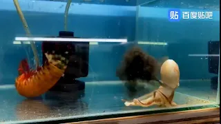 Peacock Mantis Shrimp VS Octopus