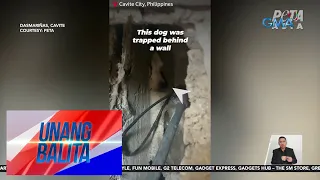 Asong na-trap sa pagitan ng mga pader nang halos isang buwan, iniligtas | UB