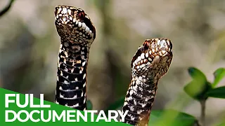 Magical Moors - A Mysterious World Full of Life | Free Documentary Nature