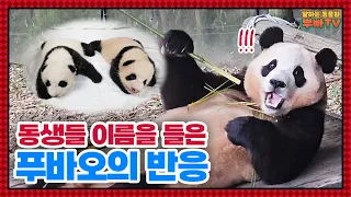 (SUB) What Are The Names Fubao Chose For Her Twin Sisters?🐼│Panda World