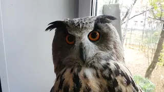 Yoll the eagle owl and Murloc the cat versus intruding cats!
