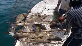 Amazing fish trap, They catch fish with traps in the sea - A lot of fish came into the trap