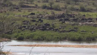 Herd of Buffalos part2 #krugernationalpark #wildlifephotography South Africa