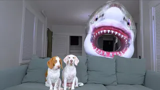 Dogs vs Shark Prank: Funny Dogs Maymo & Potpie Get Help from Puppy Indie to Battle Sharks!