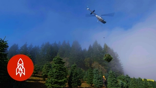 Harvesting One Million Christmas Trees by Helicopter