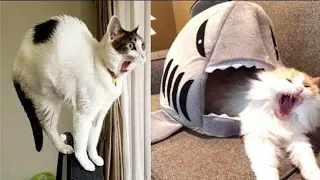 World Cat Comedy OMG So Cute Cats ♥ Best Funny Cat Video 2022 #2 | World Cat Comedy.