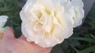 Роза Шнеевальцер (Schneewalzer) плетистая. Первое цветение!