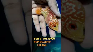 TOP GB KML FLOWERHORN