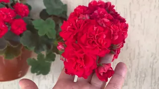 Цветение сортовых пеларгоний 🌺( Прогулки с Пеларгониями)