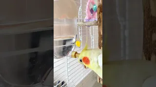 As we all know, cockatiel is the most itchy creature in the world.