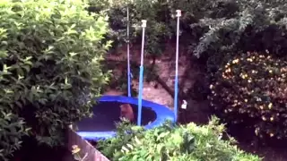 Fox Jumping on a Trampoline