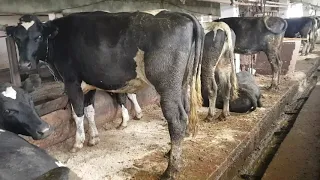 Товарные нетели  Ферма КРС  Продуктивность 3500 за лактацию  Commodity heifers  Cattle farm  Product