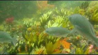 Indigo Scuba Dives Pie Rock in Simon's Town, Cape Town South Africa