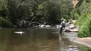 Wyoming Mouse Fishing