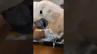 Moluccan cockatoo giving kisses  .#parrot #birds #nature #pets #love #viral #funny #cockatoo