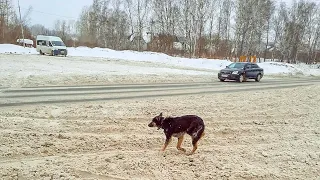 Когда водитель автобуса увидел эту собаку он затормозил чтобы помочь но он был в шоке от увиденного!