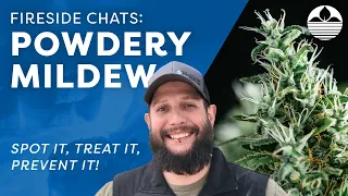 How to Identify, Treat, and Prevent Powdery Mildew in Cannabis