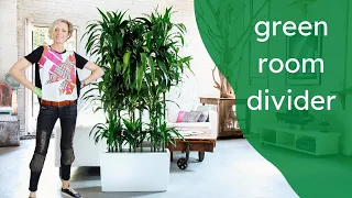 How To Create A Green Room Divider With Dracaena Lisa Plant