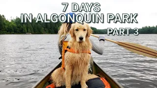 7 Days in Algonquin Park, Part 3, Backcountry Camping - Logging and Farm Remnants + Alligator