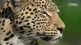 Imperio Salvaje: La roca del Leopardo