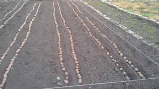 Посадка картофеля сдвоенными рядами. Сею кормовую свеклу.  05.05.2018г