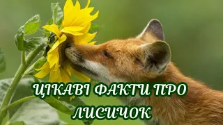 ЦІКАВІ ФАКТИ ПРО ЛИСИЧОК  Интересные факты о лисах   INTERESTING FACTS ABOUT FOXES