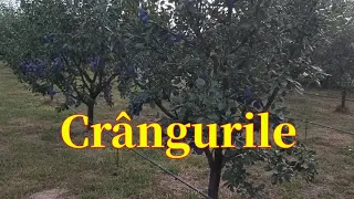 CRÂNGURILE .LIVADA DE PRUNI