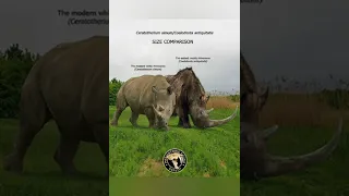 The modern white rhinoceros and The extinct woolly rhinoceros (SIZE COMPARISON) #shorts