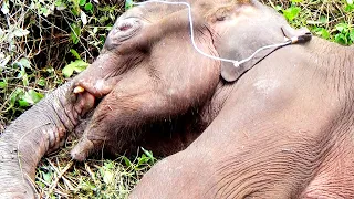 Jaw injured Elephant suffered with severe dehydration gets treated by wildlife officials