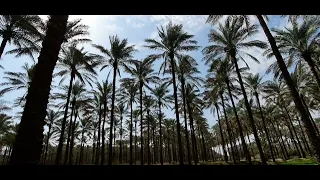 90 Seconds At the Palm Grove (Nakhlestan) - Bushehr