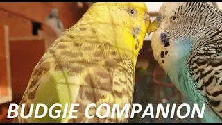 6 Hours of Budgies in their Aviary - Play For Your Budgie!