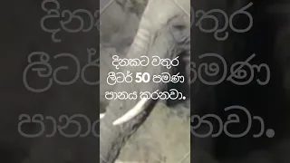 ඔබ දන්නවාද? අලියා බොන වතුර ප්‍රමාණය #knowledge