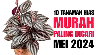 10 Tanaman Hias CANTIK Harga MURAH paling dicari di Bulan MEI 2024