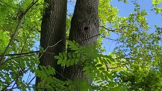 Bienen im Baum