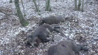 Drückjagd   Driven hunt   Best hunting moments