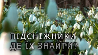 ДЕ знайти ПІДСНІЖНИКИ?