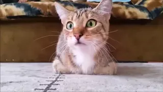 Кошка смотрит ужасы  😂😂😂  лучшие приколы с котами😍